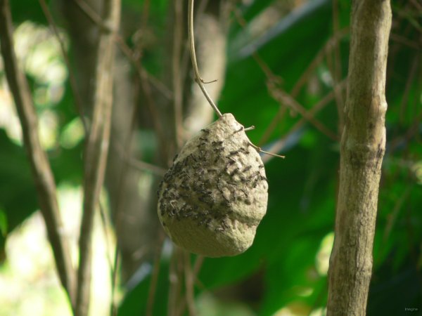 26- Un nid de fourmis volantes 